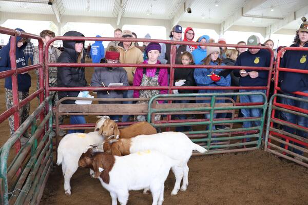 4-H and FFA members judge animals at a livestock event.